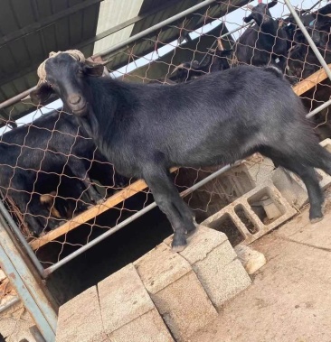 黑山羊种公羊成年可达180公斤可视频选购也可以来场选购