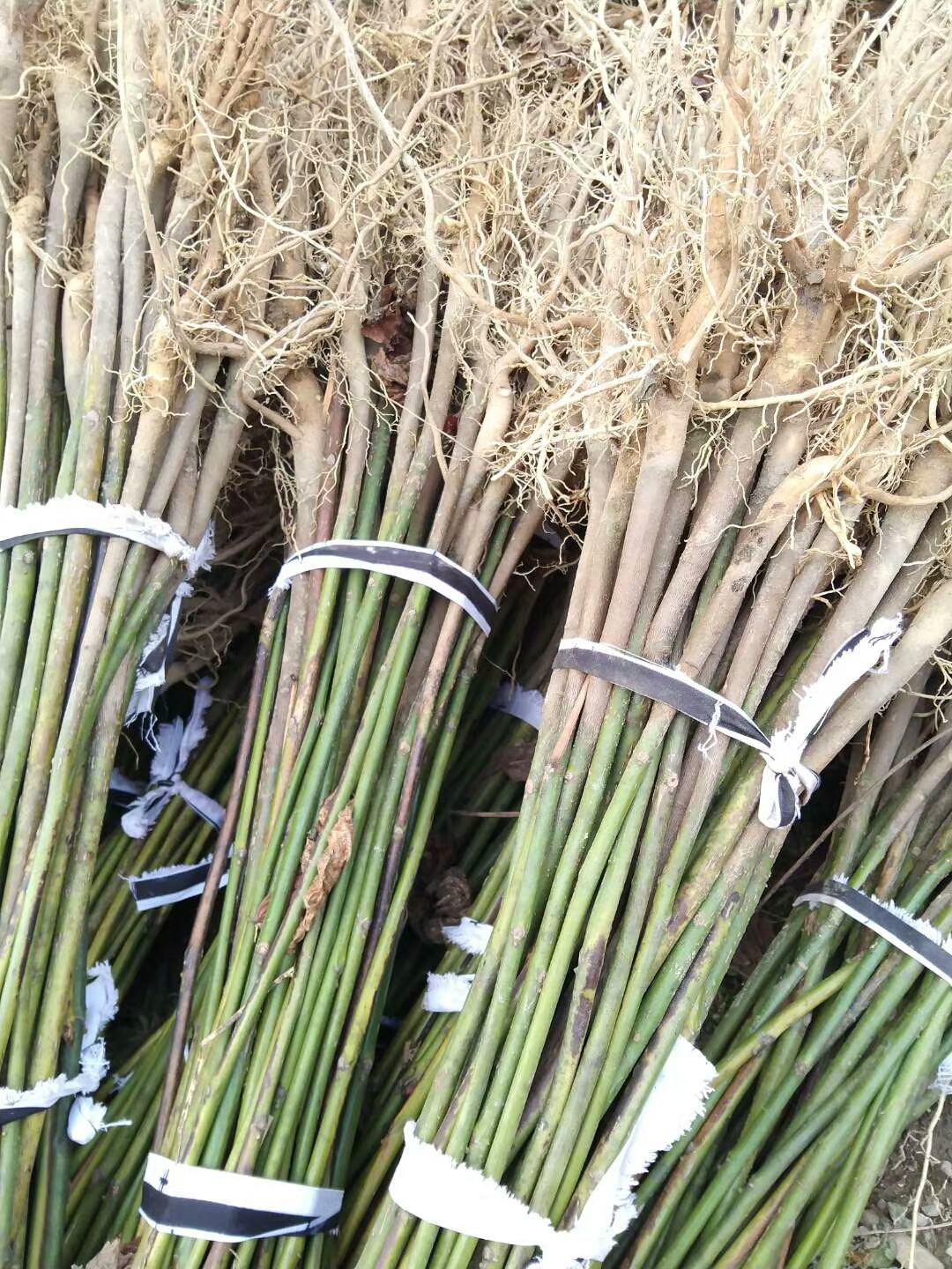 [油桐苗批发]精品油桐苗,大小规格都有,欢迎各地老板来订购价格0.