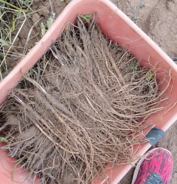 [羌活苗批发]羌活种苗,1年2年苗都有,价格0.15元/棵 - 一亩田