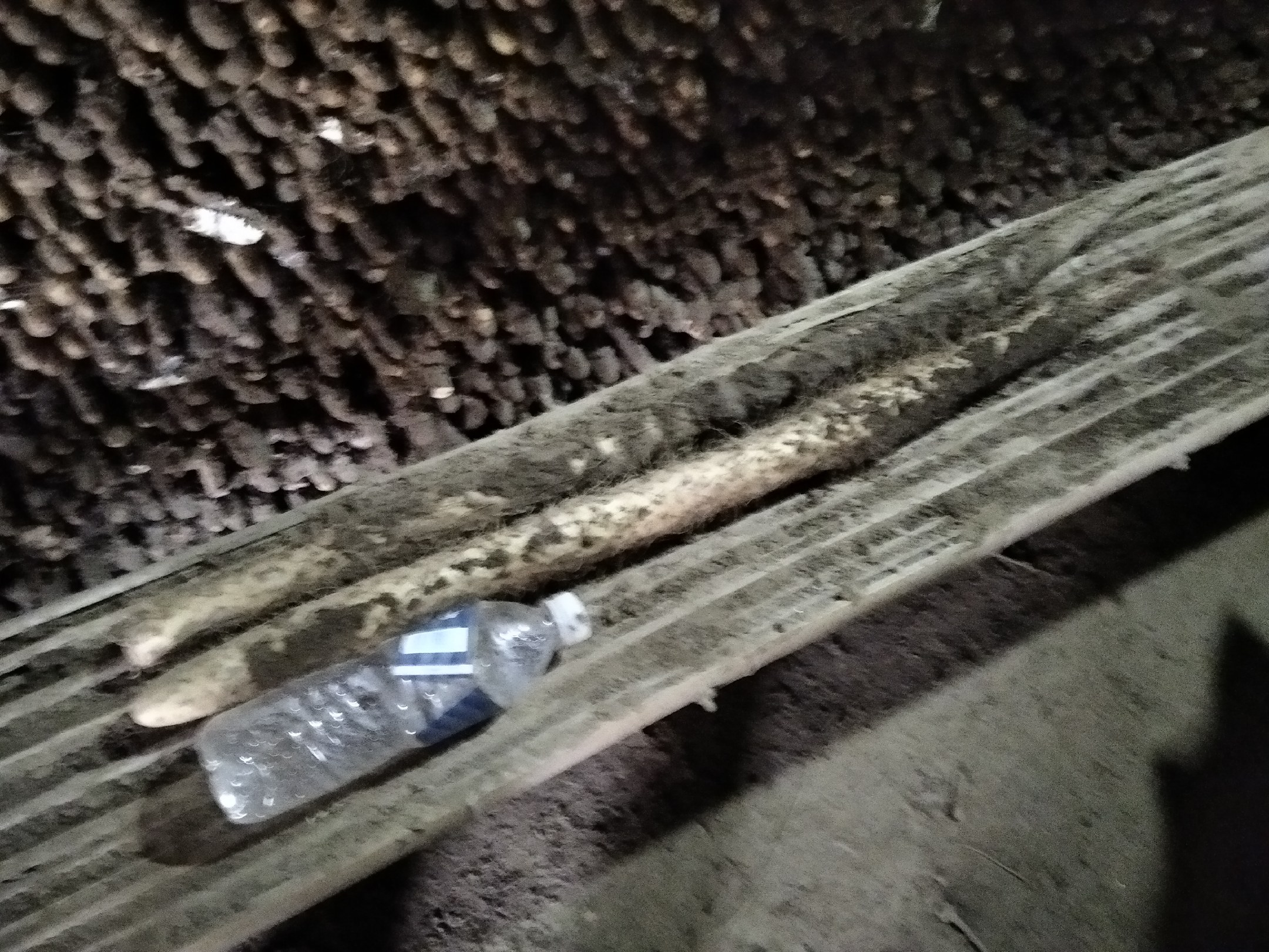 不锈钢蒸锅正在冒白色蒸汽，锅盖半开，露出里面整齐排列的山药棍，色泽微黄有光泽