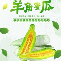 羊角蜜甜瓜苗山东寿光大量有货产地直供全国发苗