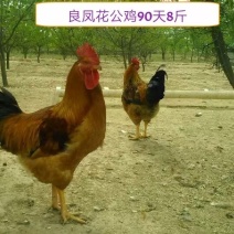 良凤花鸡苗出壳苗35~45克通货良凤花鸡苗成活率高