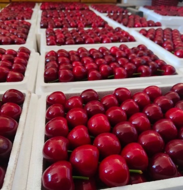 大连温室大棚大樱桃国产车厘子