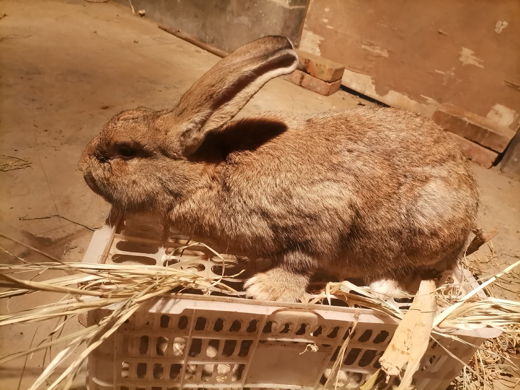 [肉兔批发]成年比利时肉兔7个月6-7斤价格80.00元/个 - 一亩田