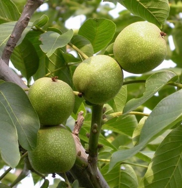 核桃苗香玲核桃苗品种核桃苗大规格核桃树现货供应