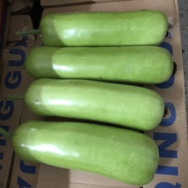 产地新出瓠瓜新苗大量上市