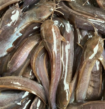 本地塘角鱼大量供应