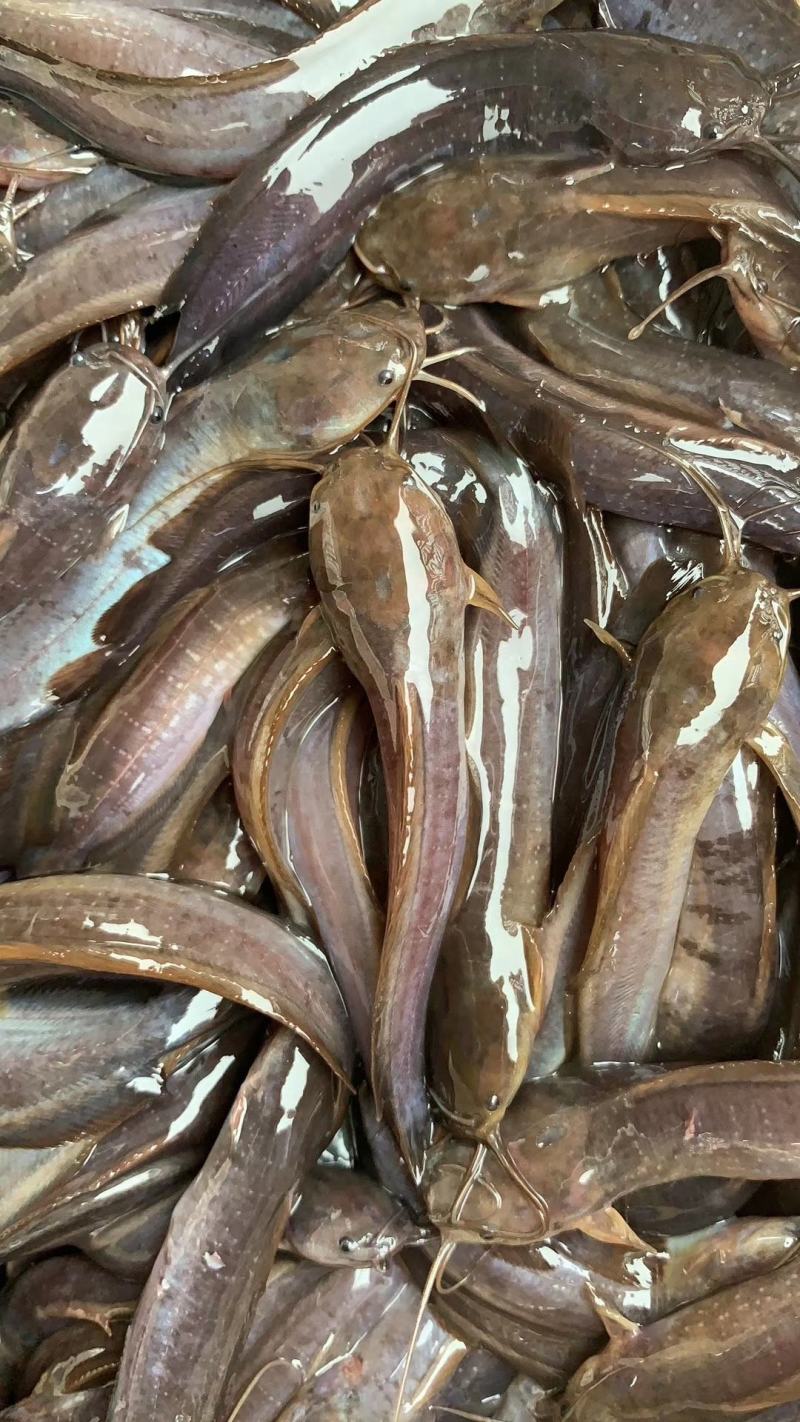 [鲶鱼批发]广西玉林玉州区鲶鱼 25.00元/斤本地塘角鱼,大量 _ 一亩田