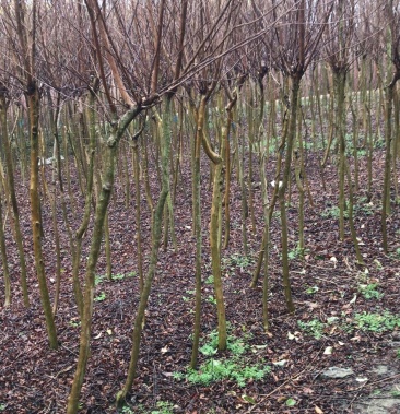 [紫薇批发]紫薇 紫薇苗 3公分紫薇15公分紫薇规格全价格便宜价格5.