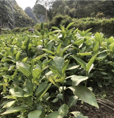 南板蓝根苗预定中,随时出土,移栽存活率非常高