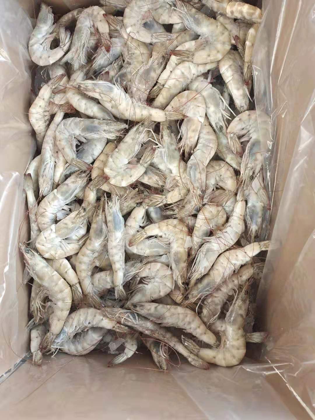 [对虾批发]盐冻大虾,欧玛莎,规格齐全价格16.60元/斤 - 一亩田