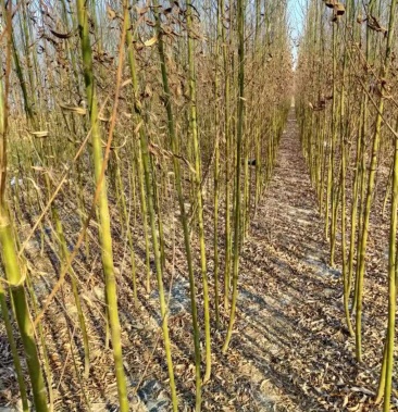 垂杨柳树苗垂柳苗竹柳树苗价低量大质优价格2