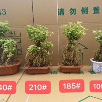 提根六月雪盆景福建提根六月雪基直销批发