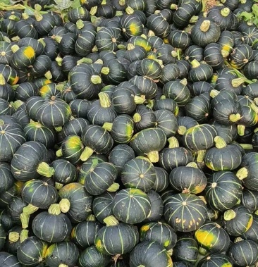 绿粟青皮金瓜预订预售