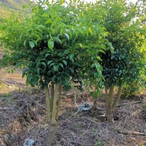 幸福树幌伞枫批量出货千亩百万棵幸福树大量供货