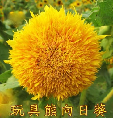 玩具熊向日葵种子春季盆栽花卉种籽重瓣矮生室内阳台观赏植物