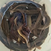 泥鳅，鲜活圆泥鳅，扁泥鳅，大小规格齐全，全国物流直达包邮