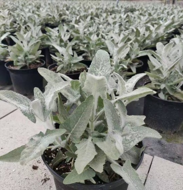 冰刃鼠尾草自家基地量大从优