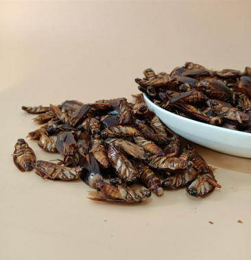 中药材野生正品蟑螂干蟑螂粉蟑螂偷油婆美洲大蠊粉500克包