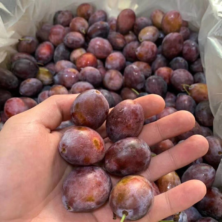 【一件代发】澳洲空运黄蝙蝠西梅口感醇甜 香味浓郁