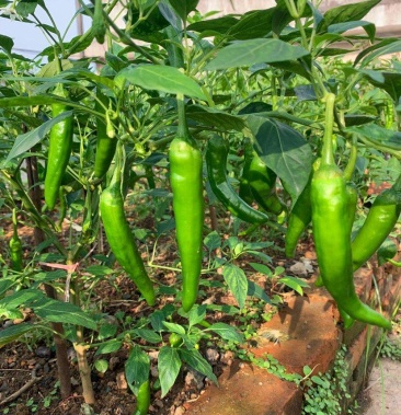 龙椒8号椒皱皮椒大椒可以帮老板设收购点