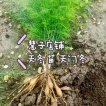 天冬苗大天冬种苗周期短效益好欢迎电话订货