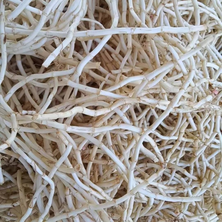 云南文山农户精洗丶茅根丶精品鱼腥草【折耳根】