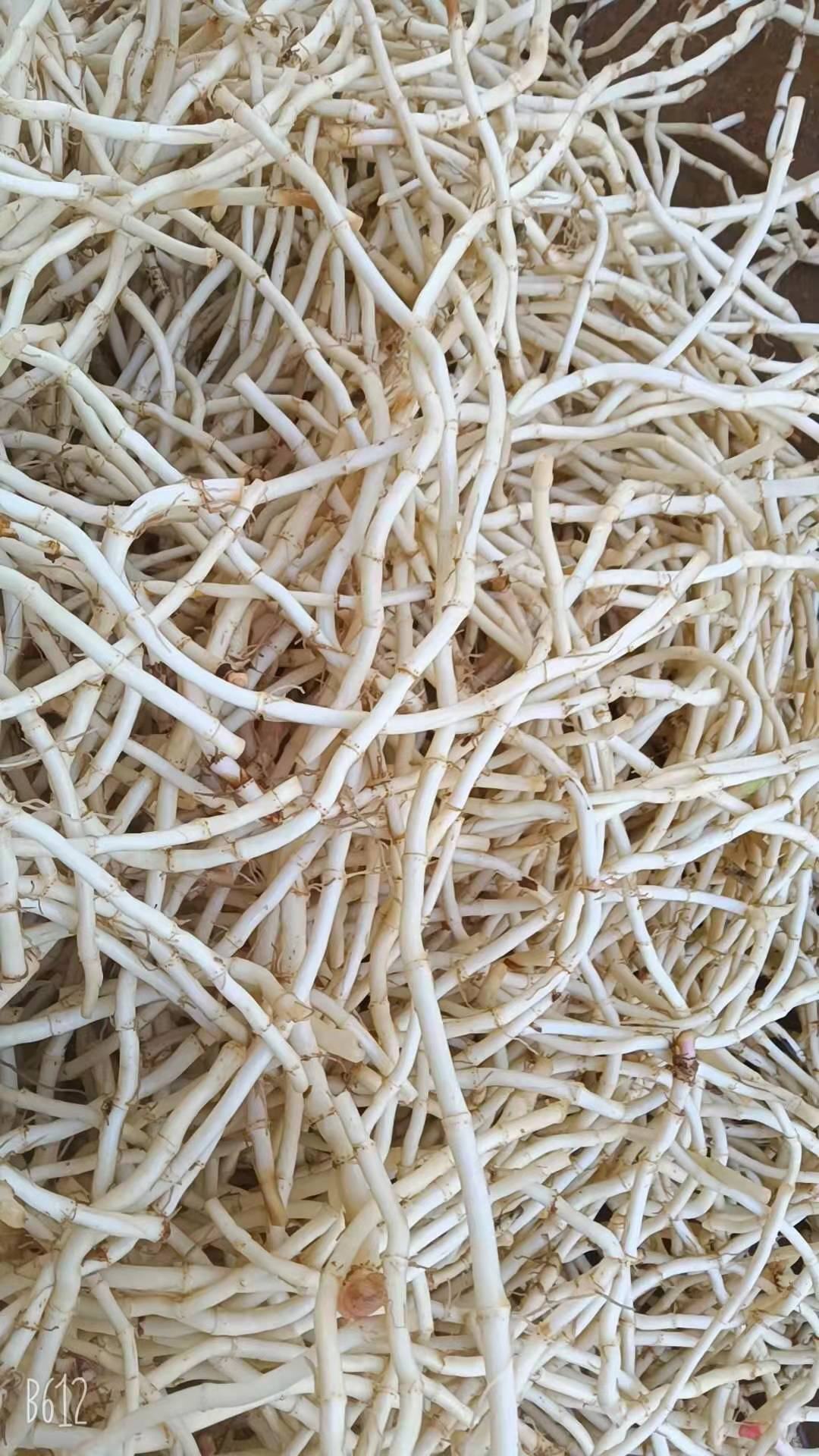 云南文山农户精洗丶茅根丶精品鱼腥草【折耳根】