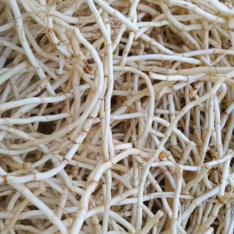 云南文山农户精洗丶茅根丶精品鱼腥草【折耳根】