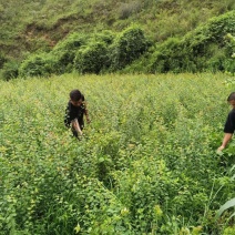 大量出售优质青梅苗一块钱一颗，量大从优！欢迎订购咨询