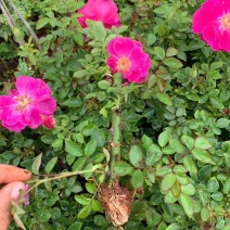 食用玫瑰滇红，香味浓。瑰花苗大花浓香四季开花