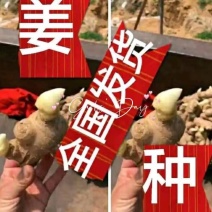 大黄姜【368高产王姜种】脱毒抗病专业技术指导全国发货