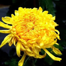 金丝皇菊杭白菊球菊陶菊墨菊观赏菊品种齐全