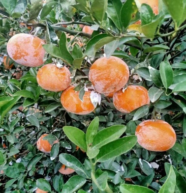 广西小何茂谷柑,靓货大量现货,有老板需要的联系我