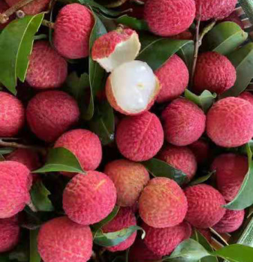 冰荔苗,产量高,果子漂亮,送礼佳品