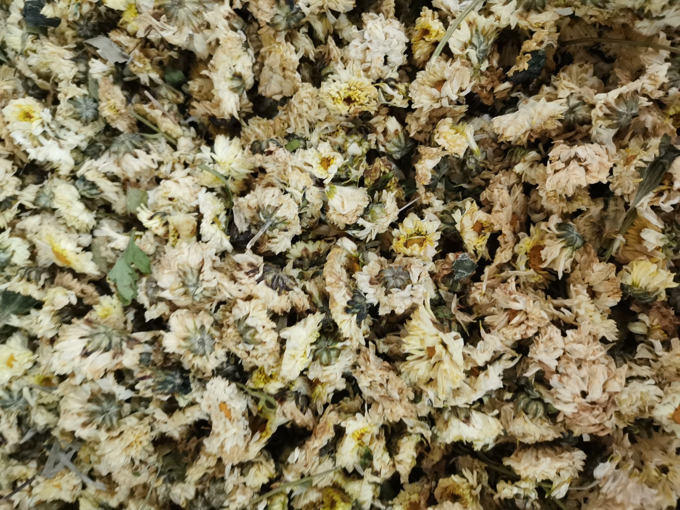 杭白菊花朵特写