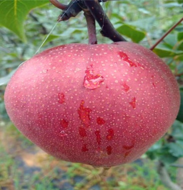 奥红一号梨梨梨树苗品种全现挖现卖