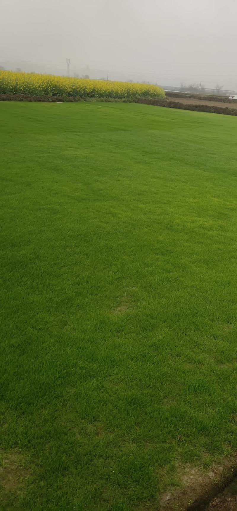 四季青草坪!绿化草坪!