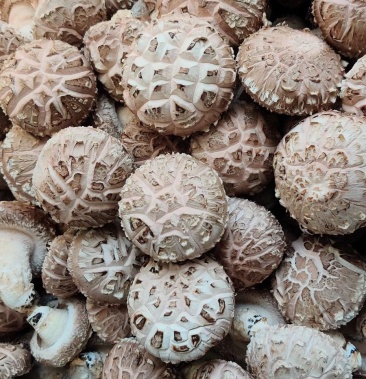 [香菇菌棒批发]七河九号!带保水膜!价格3.80元/件 - 一亩田