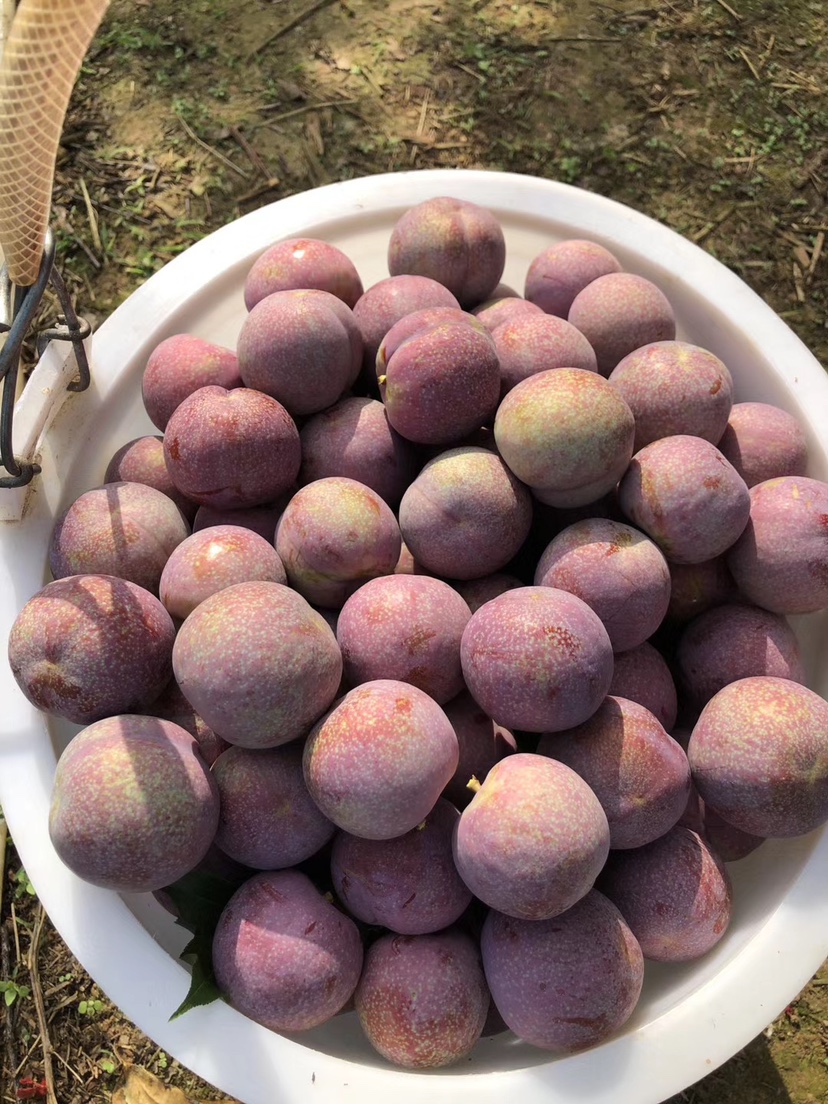 [三华李子批发]信宜市钱排镇何奇颜三华李种植基地价格6.