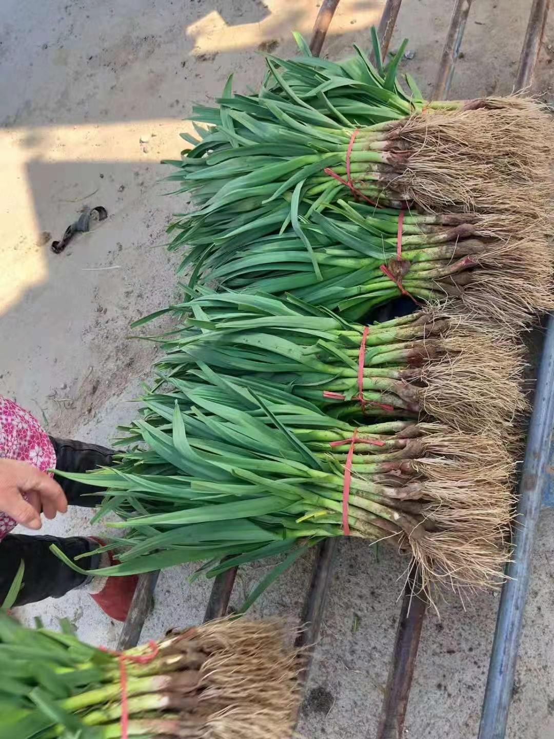 蒜苗蒜苗根红苗正叶绿欢迎大家的加入我们团队精神