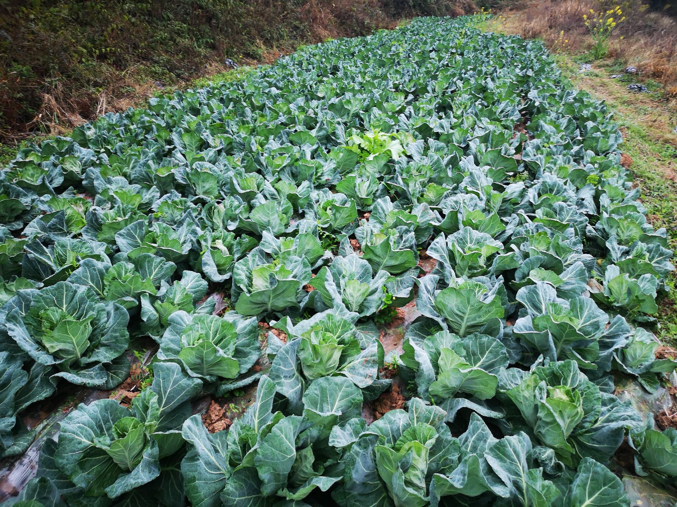 洪发专业种植韩将军甘蓝