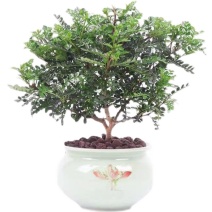 驱蚊驱虫清香木盆栽绿植植物室内四季常青净化空气盆景驱蚊草