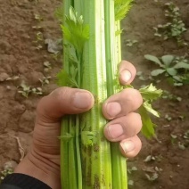 华州芹菜大量上市视频看货当天发车欢迎联系