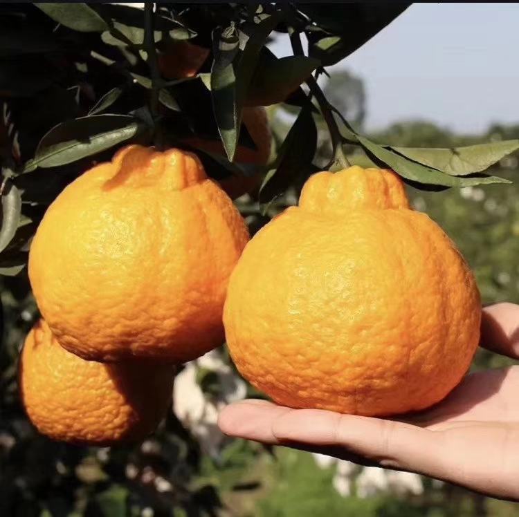 果园中正在采摘不知火柑桔的农民