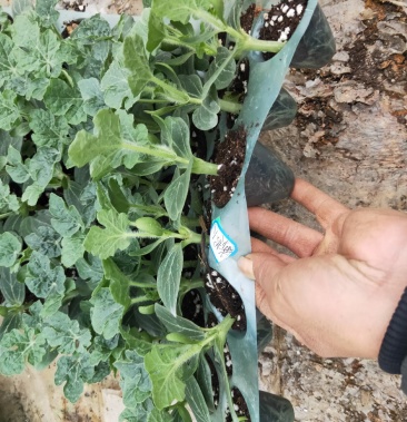 【精选】优质黑美人西瓜嫁接苗 ,基地种植直发,质量保证