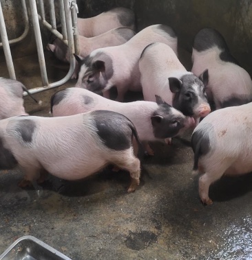 长期供应纯种巴马香猪,种猪苗