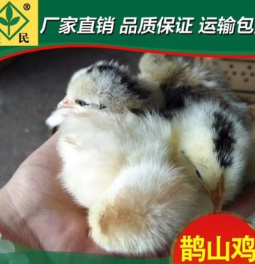 鹊山鸡苗厂家直销量大从优