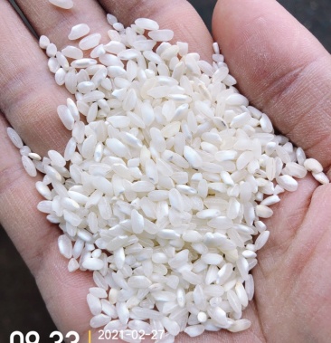 桂朝米贵朝米专用米欢迎合作量大可优惠