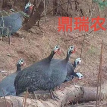 珍珠鸡出壳苗。。。。。。